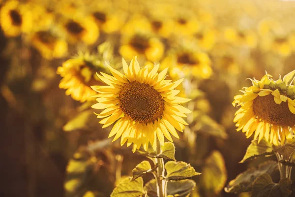 Champ Tournesols Fleurs Coucher Soleil Rayons Solaires — Photo