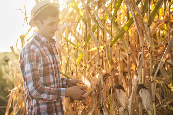 Giovane Agronomo Controlla Maturazione Del Raccolto Mais Nel Campo — Foto Stock