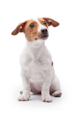 sevimli küçük köpek beyaz arka plan üzerinde izole kriko Rusya korkunç