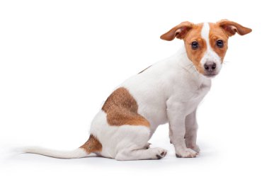 sevimli küçük köpek beyaz arka plan üzerinde izole kriko Rusya korkunç