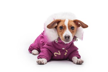 sevimli küçük köpek beyaz arka plan üzerinde izole kriko Rusya korkunç