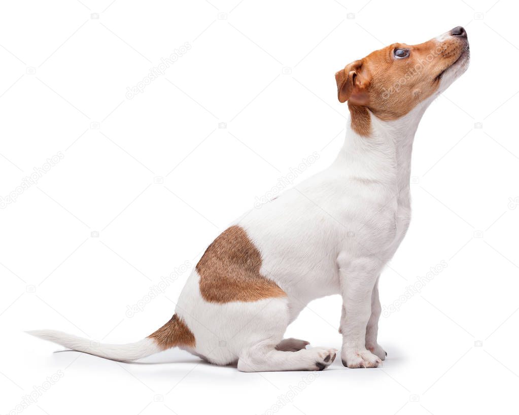 cute small dog Jack Russell terrier isolated on the white background