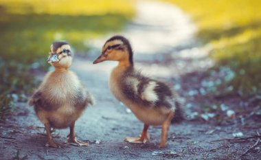 İki tüylü civciv yeşil çimenlerde yürüyor