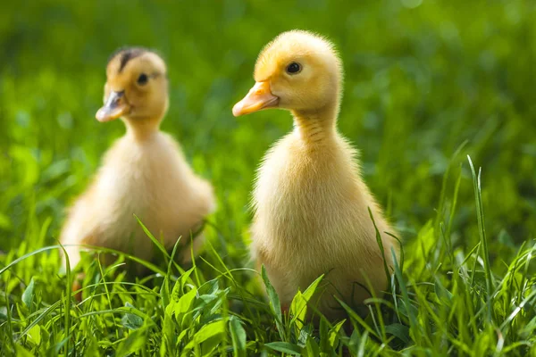 Två Fluffiga Brudar Går Grönt Gräs — Stockfoto