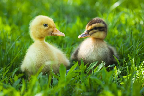 Två Fluffiga Brudar Går Grönt Gräs — Stockfoto