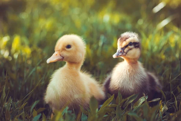 Dvě Nadýchané Kočky Kráčí Zelené Trávě — Stock fotografie