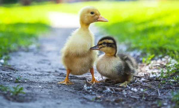 Två Fluffiga Brudar Går Grönt Gräs — Stockfoto