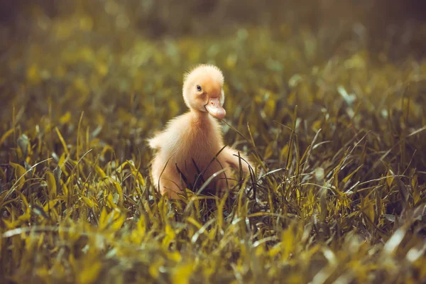 Venkovní Zelené Trávě Malé Káčátko — Stock fotografie