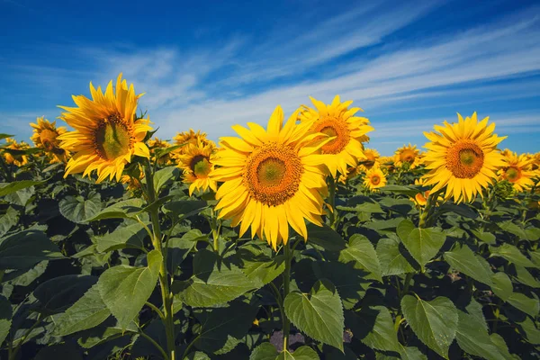 Napraforgó Mező Táj Ellen Blue Sky — Stock Fotó