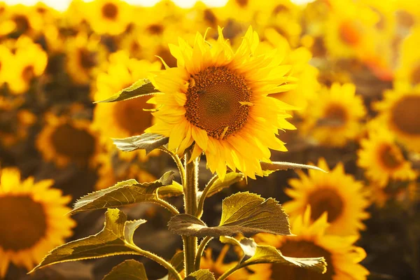 Поле Квітучій Соняхи Заході Сонця Промені Сонця — стокове фото
