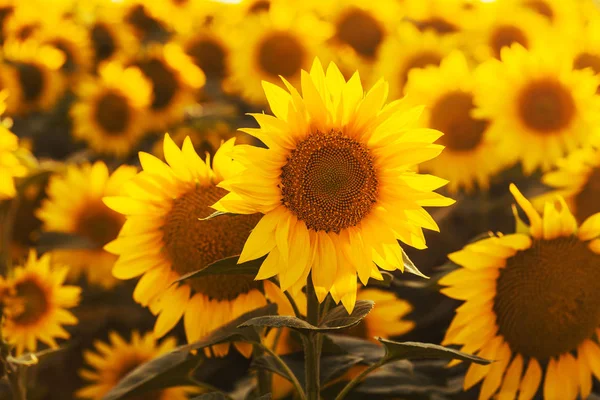 Pole Kvetoucí Slunečnice Při Západu Slunce Sluneční Paprsky — Stock fotografie