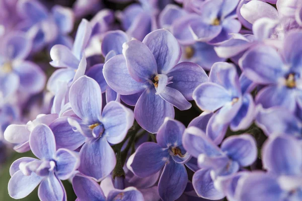 美丽的春天香味开花紫色丁香花 — 图库照片