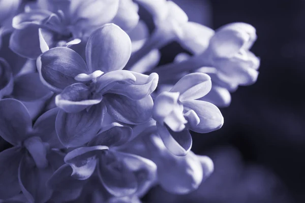 Mooie lente geur bloesem paars Lila bloem — Stockfoto