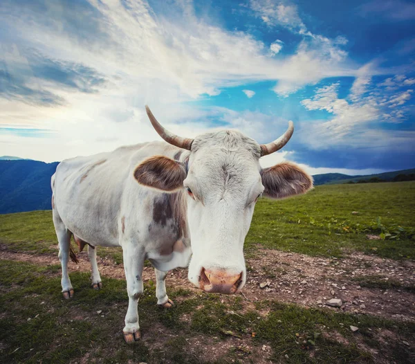 Krowa śpiewa na górskich łąkach — Zdjęcie stockowe