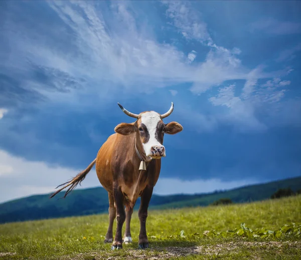 Krowa śpiewa na górskich łąkach — Zdjęcie stockowe