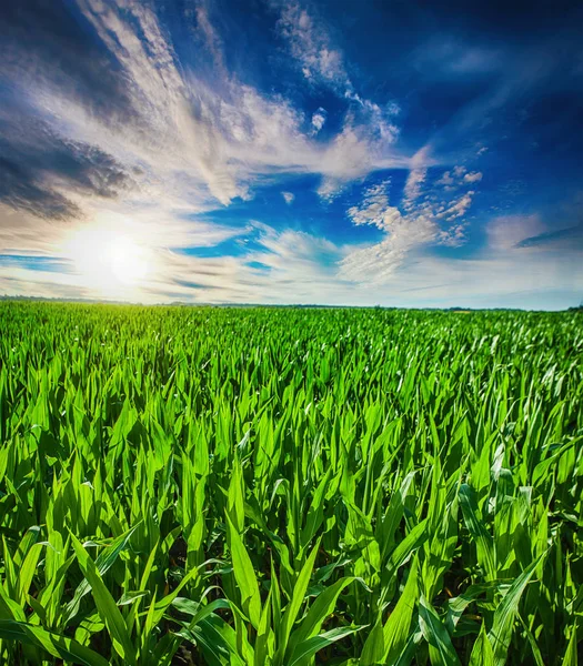 Bella alba mattutina sul campo di mais — Foto Stock