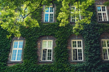 Yeşilliklerle kaplı bir tuğla duvarda Vintage pencereler