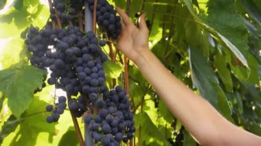Olgun onun şarap üzüm hasat için hazır teftiş çiftçi.
