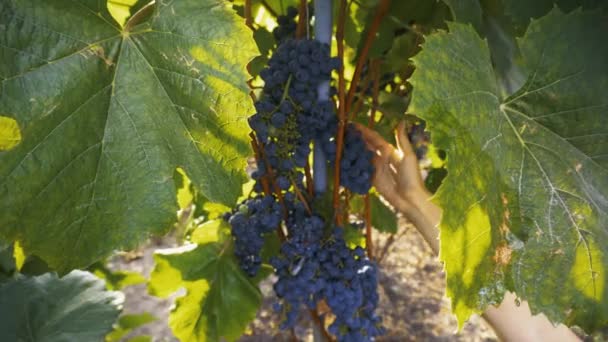 Farmář kontrola jeho zralé víno hrozny připraven na sklizeň. — Stock video