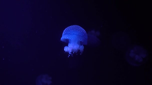 Medusas azules sobre un fondo negro — Vídeo de stock