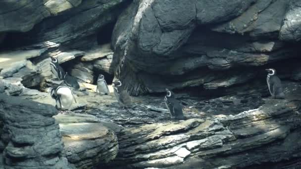 Pingviner borstar fjädrar på stenar — Stockvideo