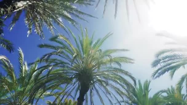 Palm trees at tropical coast — Stock Video