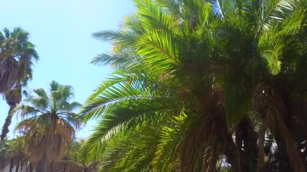 Пальмы на тропическом побережье — стоковое видео