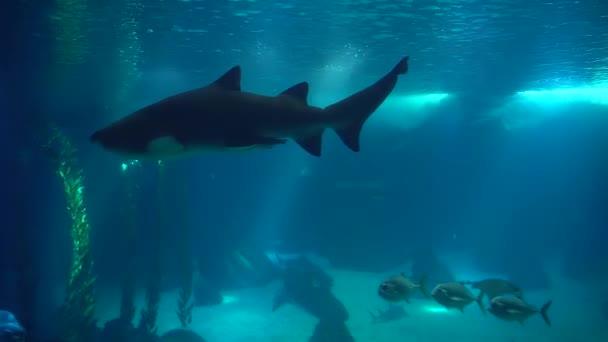 Onderwaterwereld van aquarium met veel vis — Stockvideo