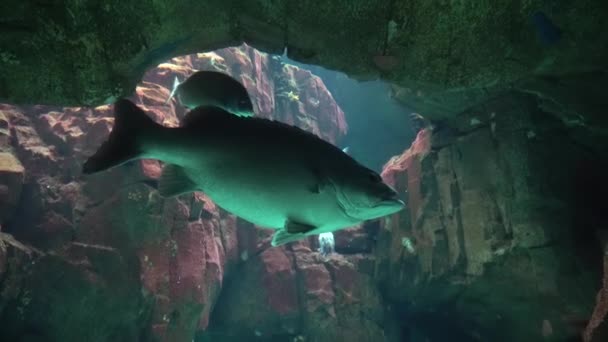 Big Grouper Underwater in a Tropical Ocean — Stock Video