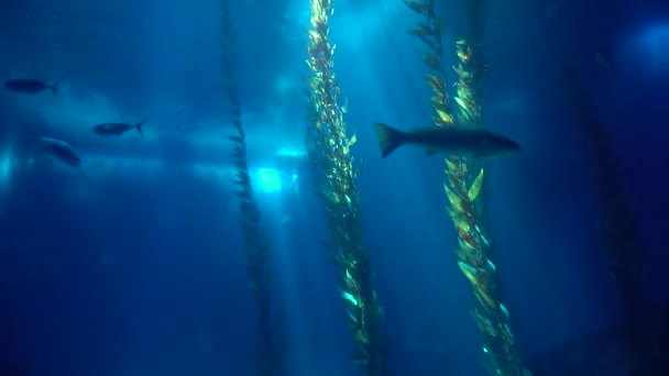Podwodny świat akwarium z wieloma rybami — Wideo stockowe