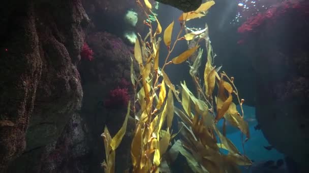 Gua bawah air di Laut Merah — Stok Video