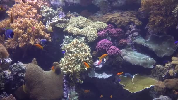 Arrecife de coral con muchos peces diferentes — Vídeo de stock