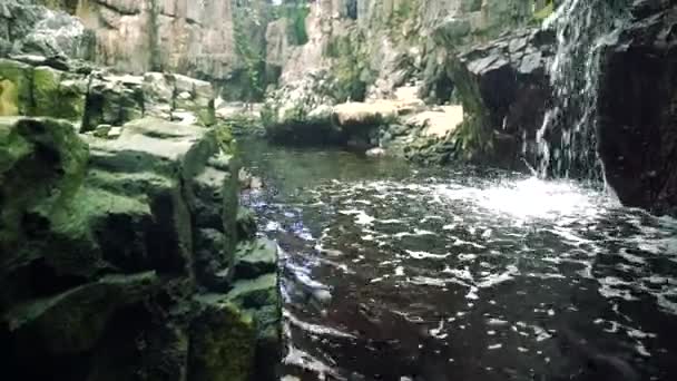 Водопад в парке — стоковое видео