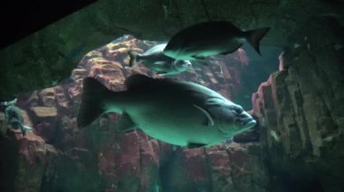 Tropikal Okyanusta büyük Orgroup Sualtı