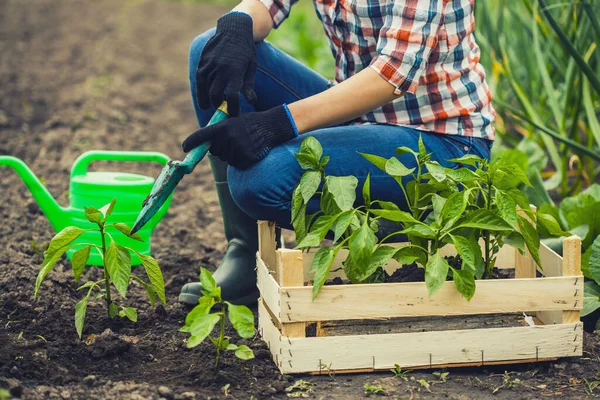 Boerenmeisje aan het werk in de tuin. Biologische landbouw — Stockfoto