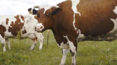 Bulutlu arka planda bir tarlada otlayan sığırlar