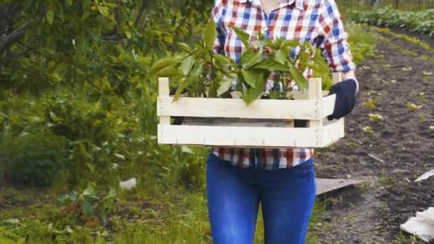 Jordbrukarkvinna med en låda plantor på jobbet i grönsaksträdgården — Stockvideo