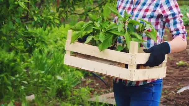 Jordbrukarkvinna med en låda plantor på jobbet i grönsaksträdgården — Stockvideo