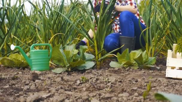 Vrouw agronomist knoflook wieden op een eco-boerderij. — Stockvideo