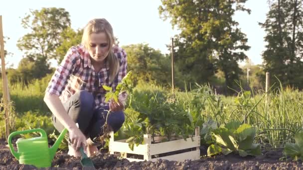 Kvinna bonde arbetar i en trädgård i en rutig skjorta. — Stockvideo