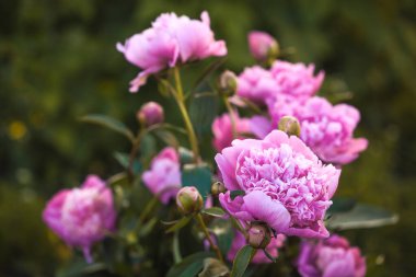 Bahar bahçesindeki Georgeous Pembe Şakayık. tam çiçeklenme