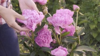 Bahar bahçesindeki pembe şakayık..