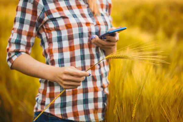 Kvinnliga Agronomer Kontrollerar Spannmålstillväxten Ett Eko Jordbruk Ekologiskt Jordbruk — Stockfoto