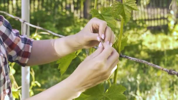 Farmerka wiąże winogrona w ogrodzie. Gospodarstwo ekologiczne — Wideo stockowe