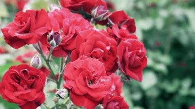 Güzel çiçekler açan yaz bahçesinde yaşayan güller