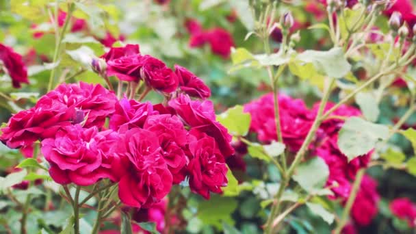 Όμορφα τριαντάφυλλα που ανθίζουν σε έναν καλοκαιρινό κήπο — Αρχείο Βίντεο