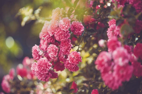 Krásné kvetoucí živé růže v letní zahradě — Stock fotografie
