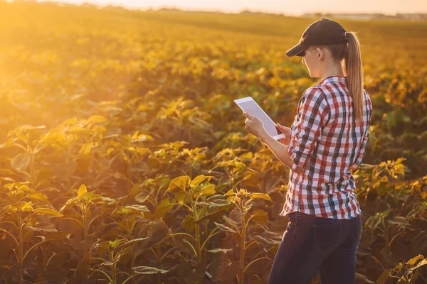 A nő agronómusa ellenőrzi a napraforgó növekedési ütemét egy ökotelepen.. — Stock Fotó