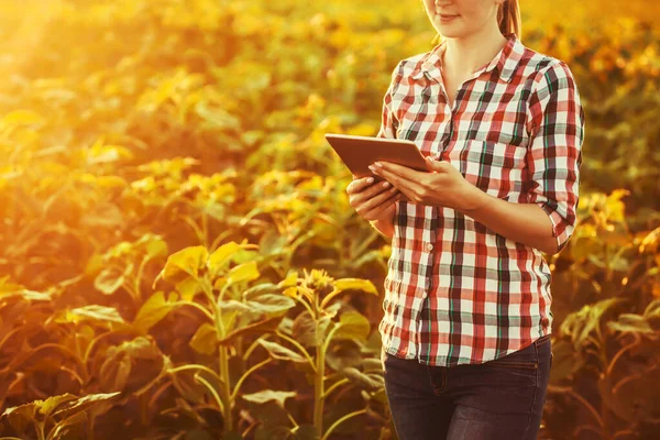 L'agronomo donna controlla i tassi di crescita del girasole in un'azienda agricola ecologica. — Foto Stock