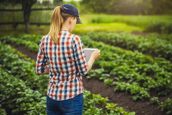 A női agronómus ellenőrzi a burgonya növekedési rátáját egy ökotelepen.. — Stock Fotó